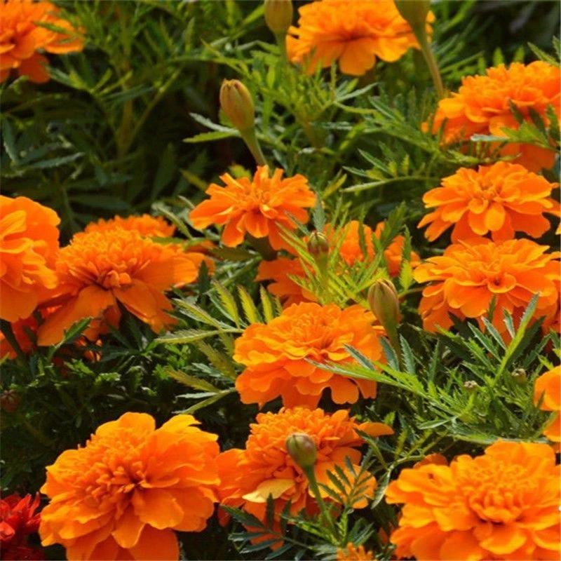 孔雀草种子混色庭院室外花园花卉种籽春夏秋四季种植