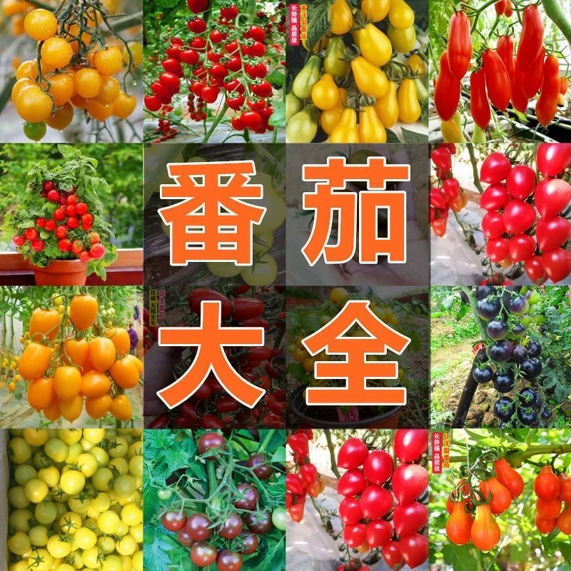 【各种番茄苗】矮生小番茄苗瀑布番茄苗黑番茄苗大粉番茄苗千禧番苗