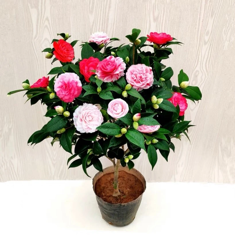 五色赤丹山茶花八年苗一树多色品种茶花带花苞耐寒耐热好养易活