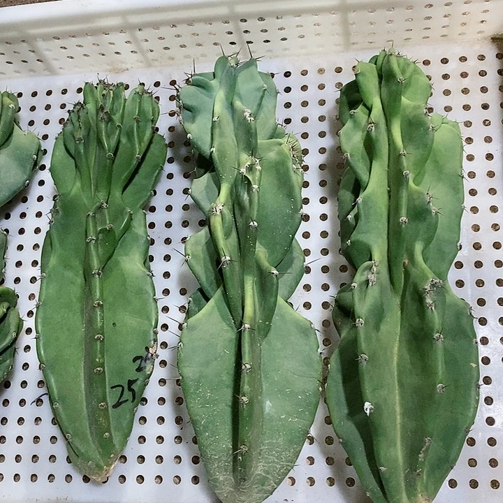 30公分象腿侧芽无根量天尺