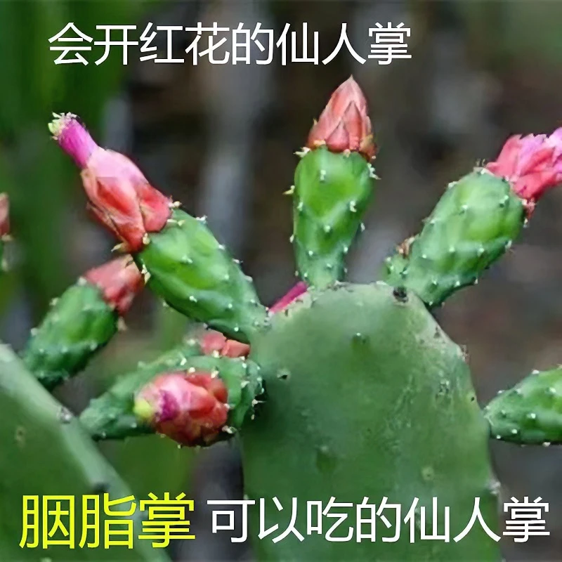 红花胭脂仙人掌开花结果花店盆栽正宗绿植沙生植物精选观赏栽培