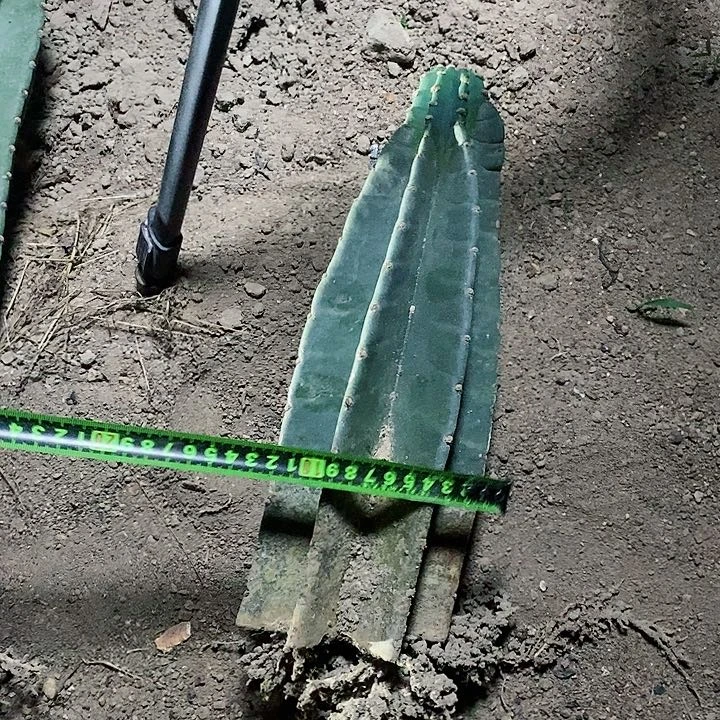 30公分脱土发货量天尺