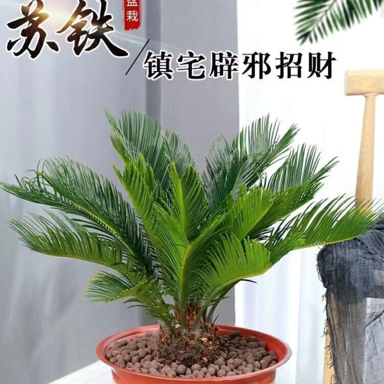 铁树盆景铁树小苗客厅盆栽四季常青绿植庭院办公室防辐射净化空气