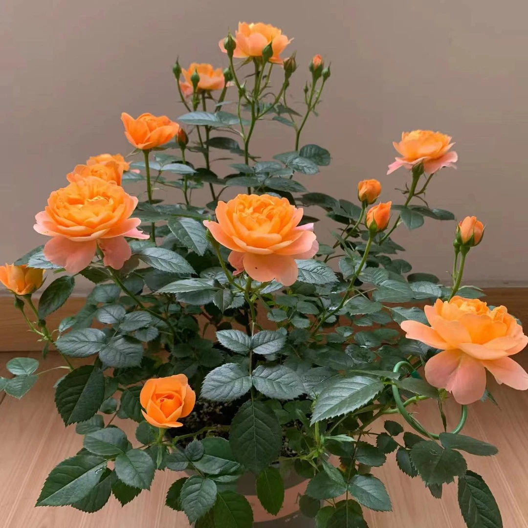 【果汁阳台】多季节重复开花新手小白就养他阳台各种花