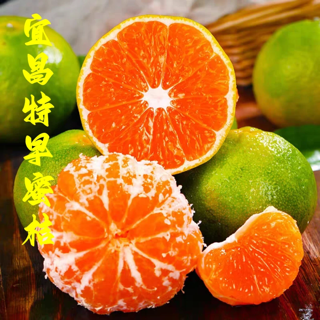 2024宜昌特早青皮蜜桔桔子酸甜可口应季孕妇水果3斤,5斤装