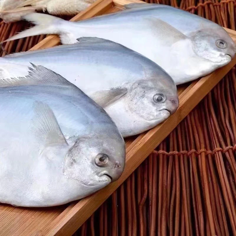 银鲳鱼 平鱼 镜鱼 白鲳鱼 野生海捕 净重发货