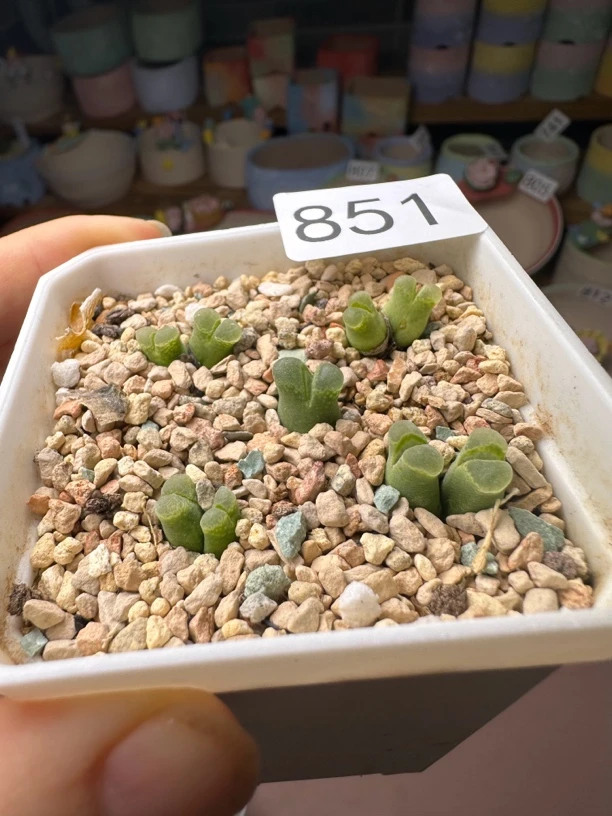 奶瓶风铃多肉植物