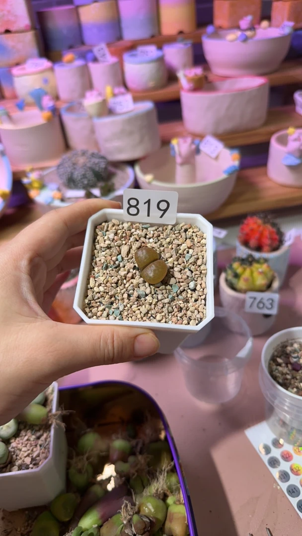 多肉植物多肉植物