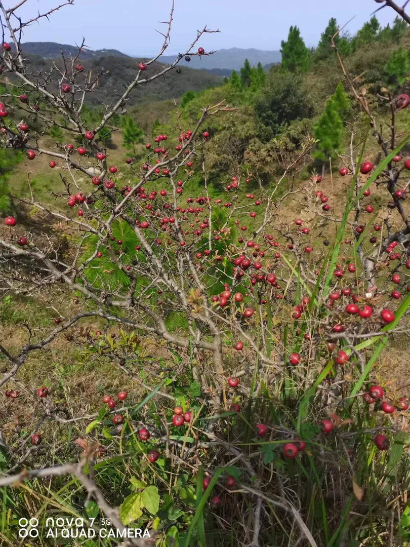 随县万和镇兵哥盆景花卉园