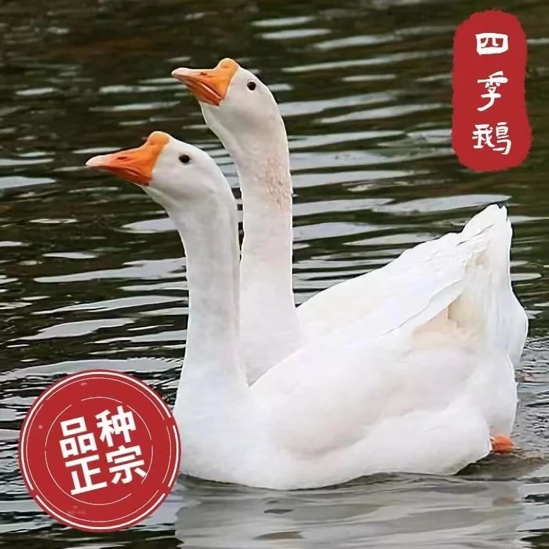 【正宗四季鹅】1.1斤左右肉质鲜美包邮到家
