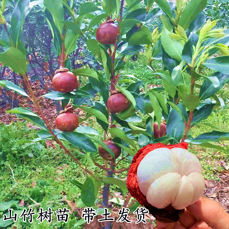 山竹树果苗泰国山竹树苗无籽山竹树苗盆栽地栽南北方种植当年结果