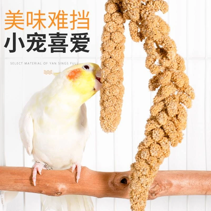 谷穗谷子穗黄谷子黄小米穗鹦鹉粮食仓鼠粮鸟食饲料严选