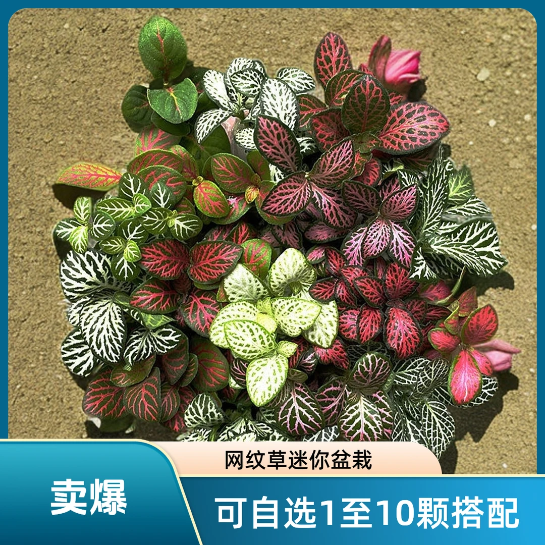 网纹草和狼尾蕨迷你盆栽可以造景微景观自由搭配1-10颗微景观绿植