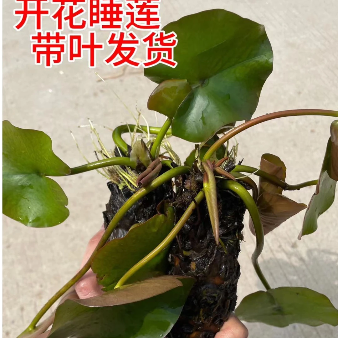 带叶睡莲四季植物庭院池塘大花睡莲耐寒开花发货名贵旺盛无土种植
