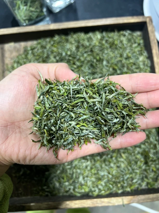 黄伊凡2024年新茶【甘露嫩芽叶】绿茶回甘 不苦不涩 头采春茶
