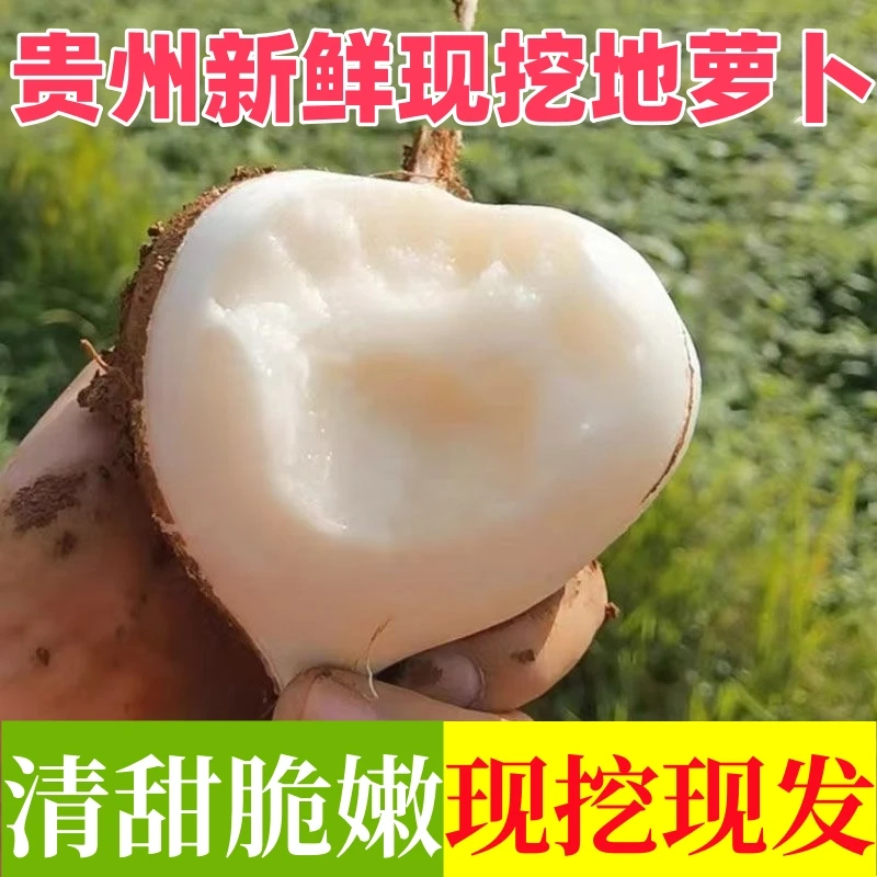 贵州地萝卜新鲜地萝卜凉薯现挖白地瓜黄泥沙土地萝卜即食水果蔬菜