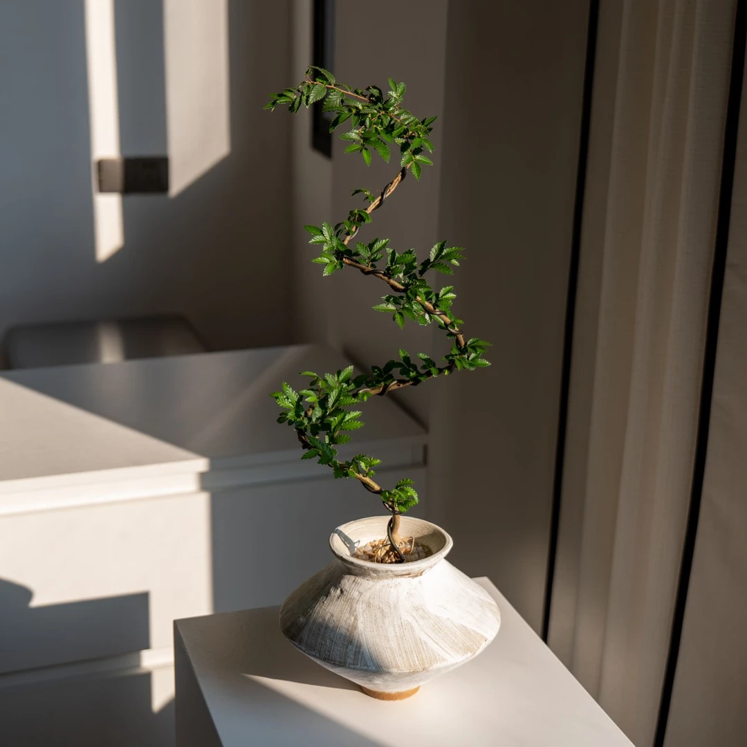 小叶榔榆室内绿植净化空气桌面盆栽北欧植物