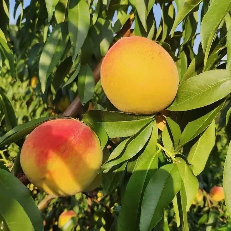 现摘新鲜麻阳锦绣黄桃当季富硒红心桃子露天脆甜黄肉高山毛桃整箱