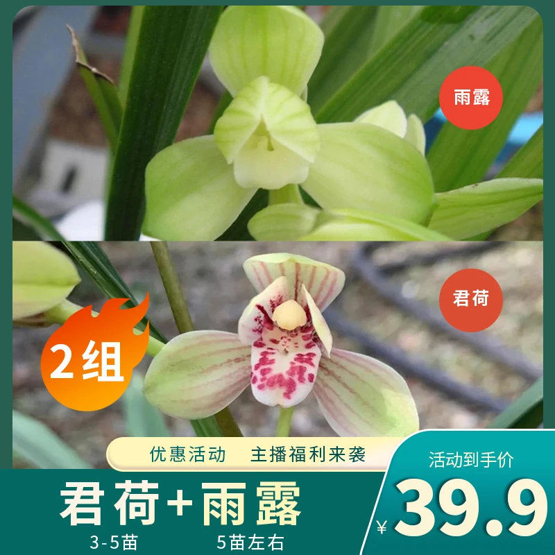 香草源 B/D 兰花专属福利来袭