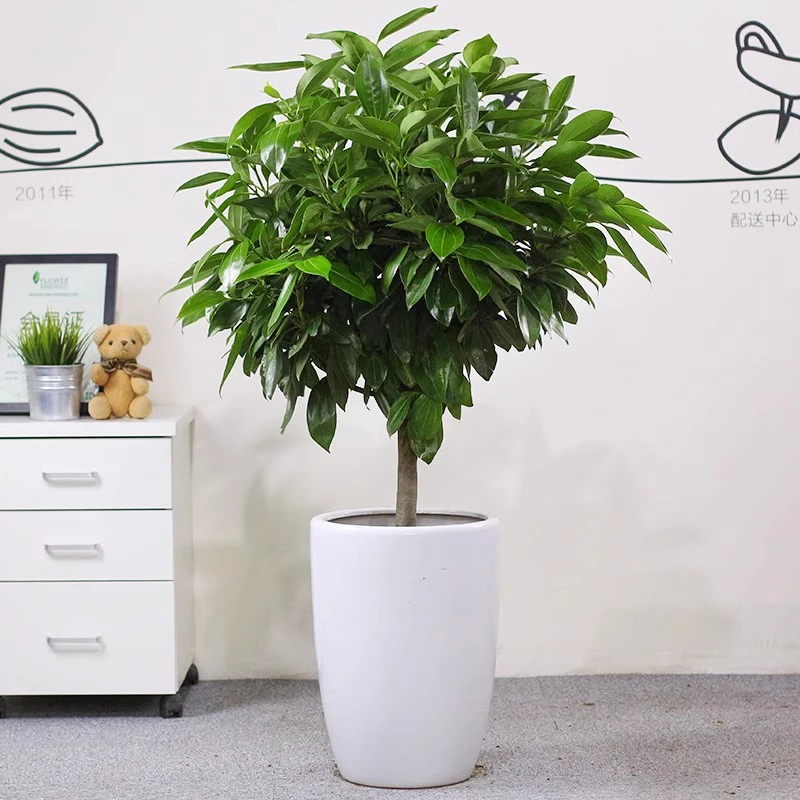 平安树幸福树盆栽大型绿植花卉吸甲醛室内常青客厅办公室植物盆景