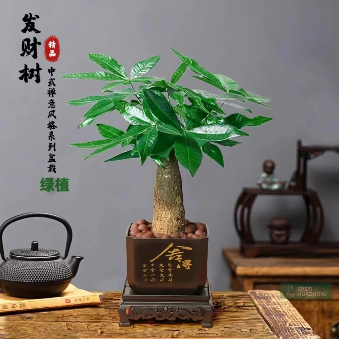 中式发财树室内高端盆栽