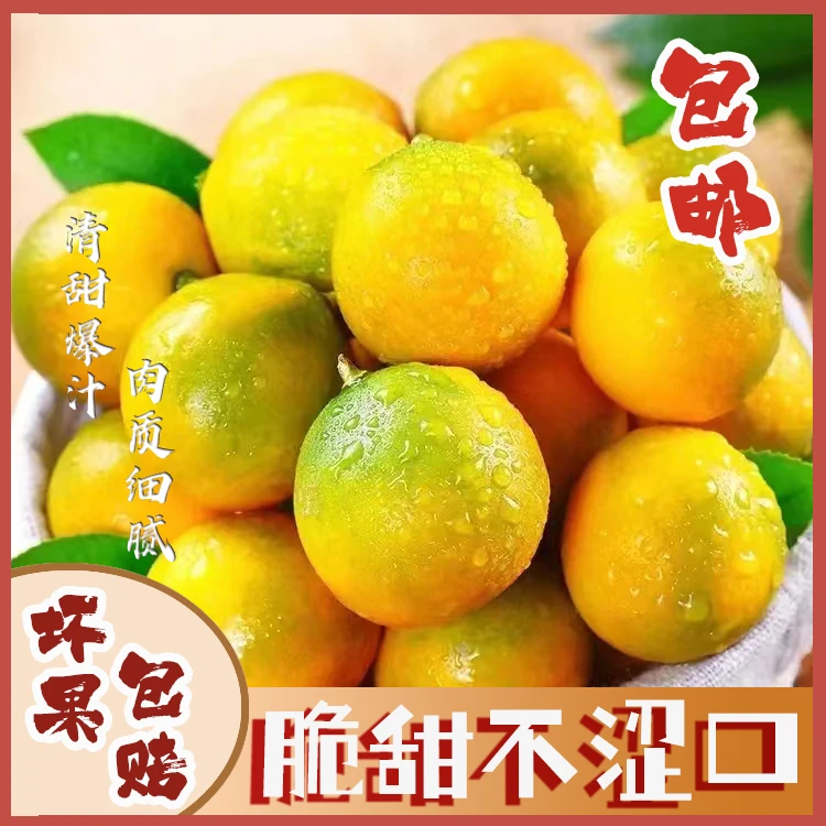 广西脆皮金桔 现摘现发 中果