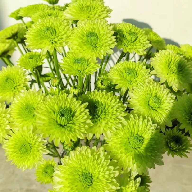 高品质小菊～布鲁诺绿（云南基地直发）