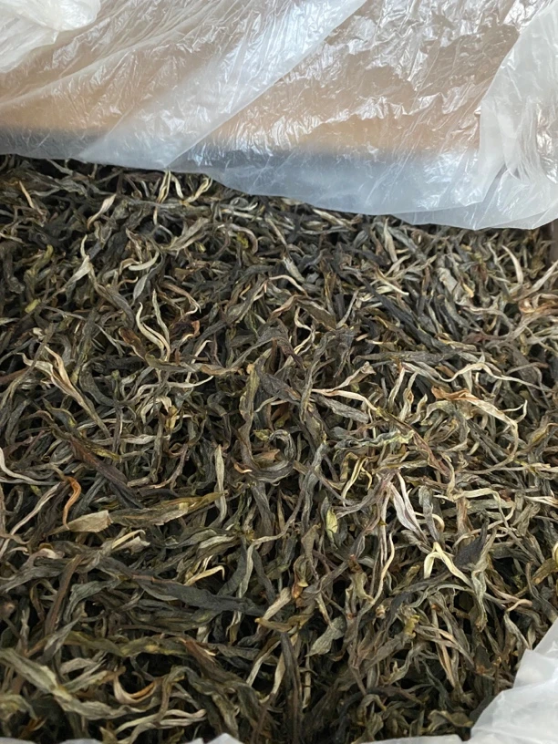 2025年-冰岛老寨头春古树-普洱茶生茶