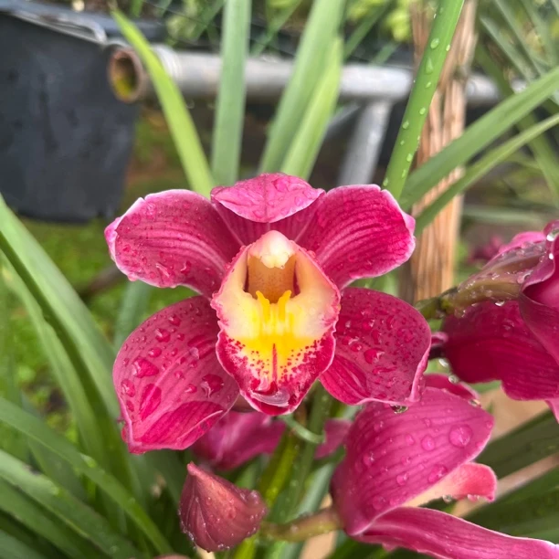 大花惠兰（红梅）发货以直播间状态为准