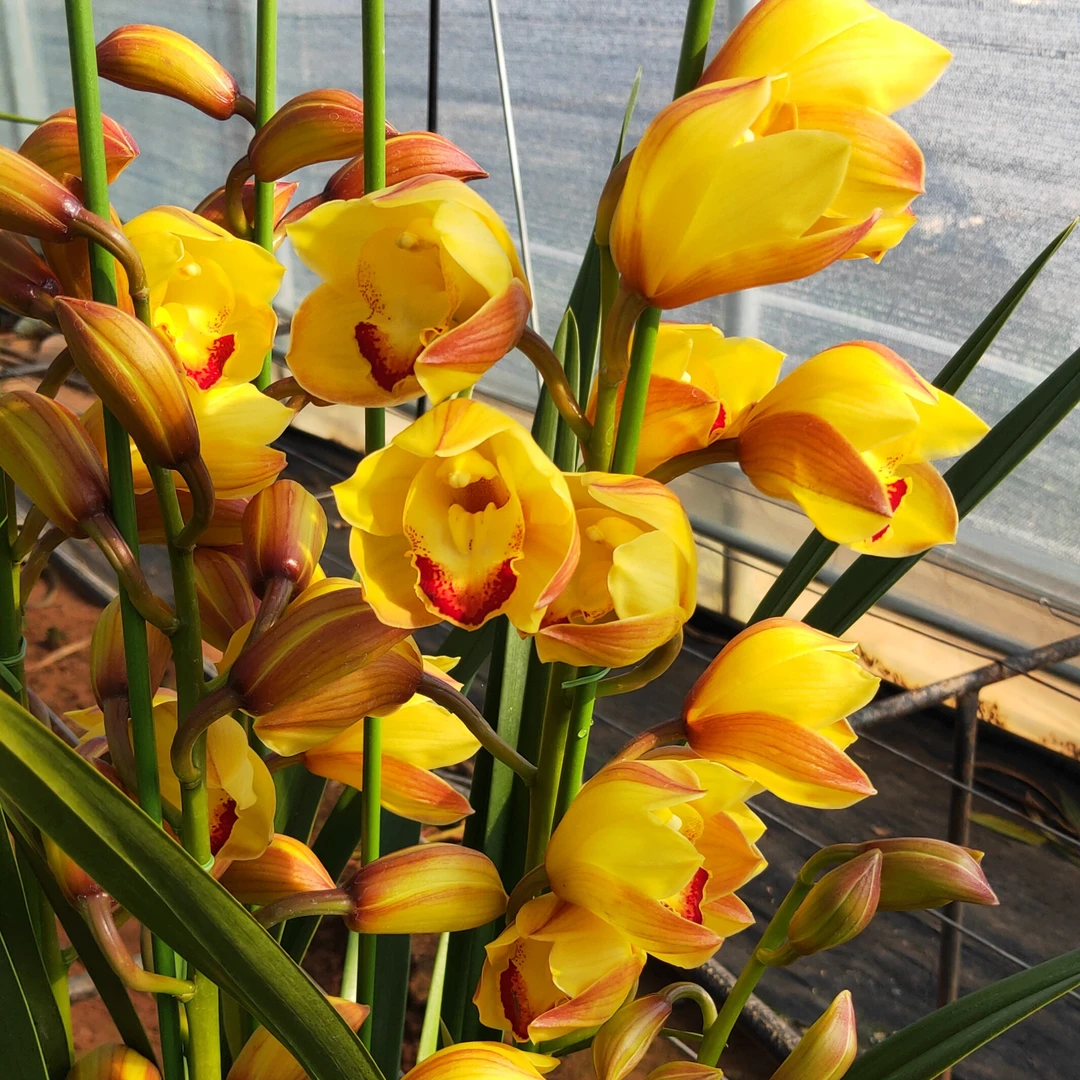 大金光  大花蕙兰  【以直播间状态为准】完美主义者勿拍