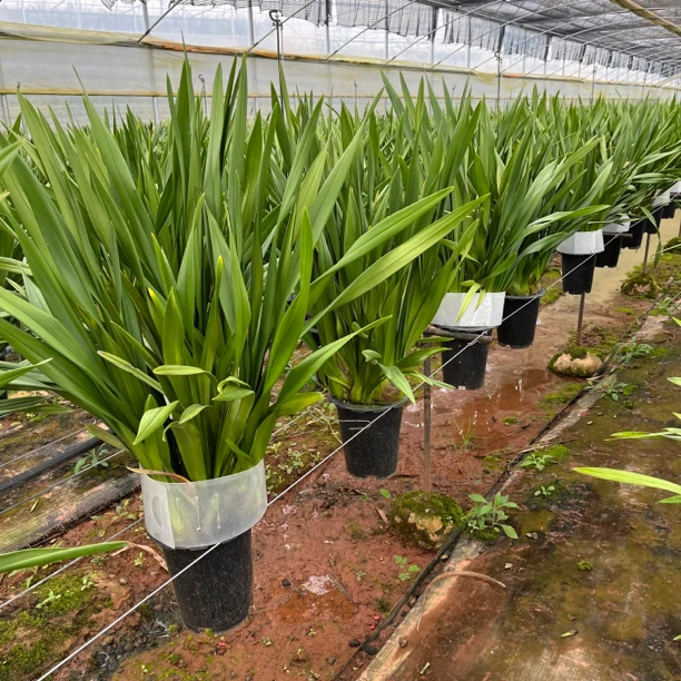 福星两年苗（室内兰科绿植）高大落地型 无花盆栽