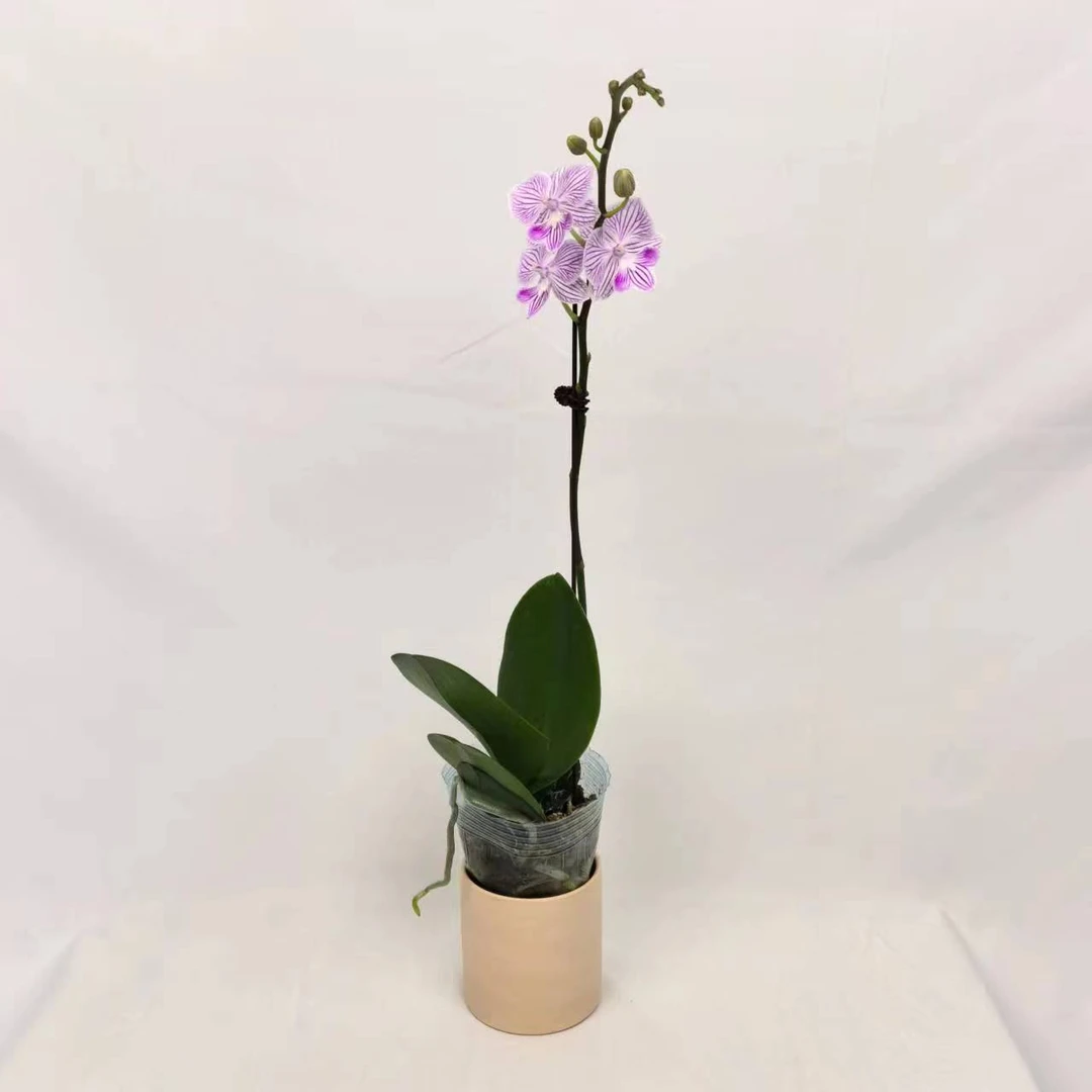 十月里蝴蝶兰(小可爱)带花发货 室内高档花卉