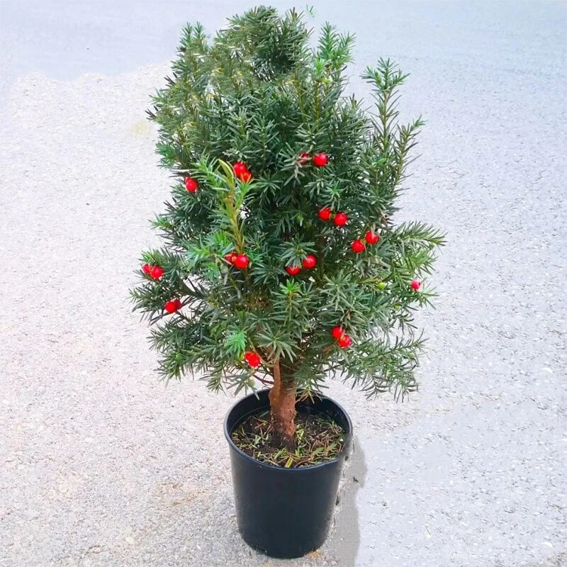 红豆杉直播专用一物一拍