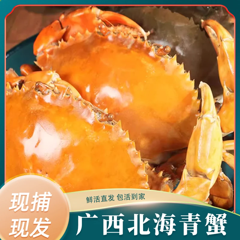 【鲜活青蟹礼盒装】正宗红树林青蟹 公母螃蟹 膏蟹肉蟹鲜活水产