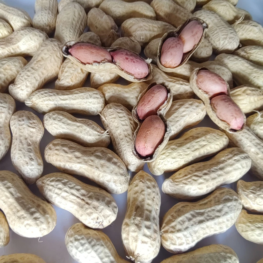 红罗山高油酸花生种子三花6号活杆成熟优质高产一袋40斤花生种子