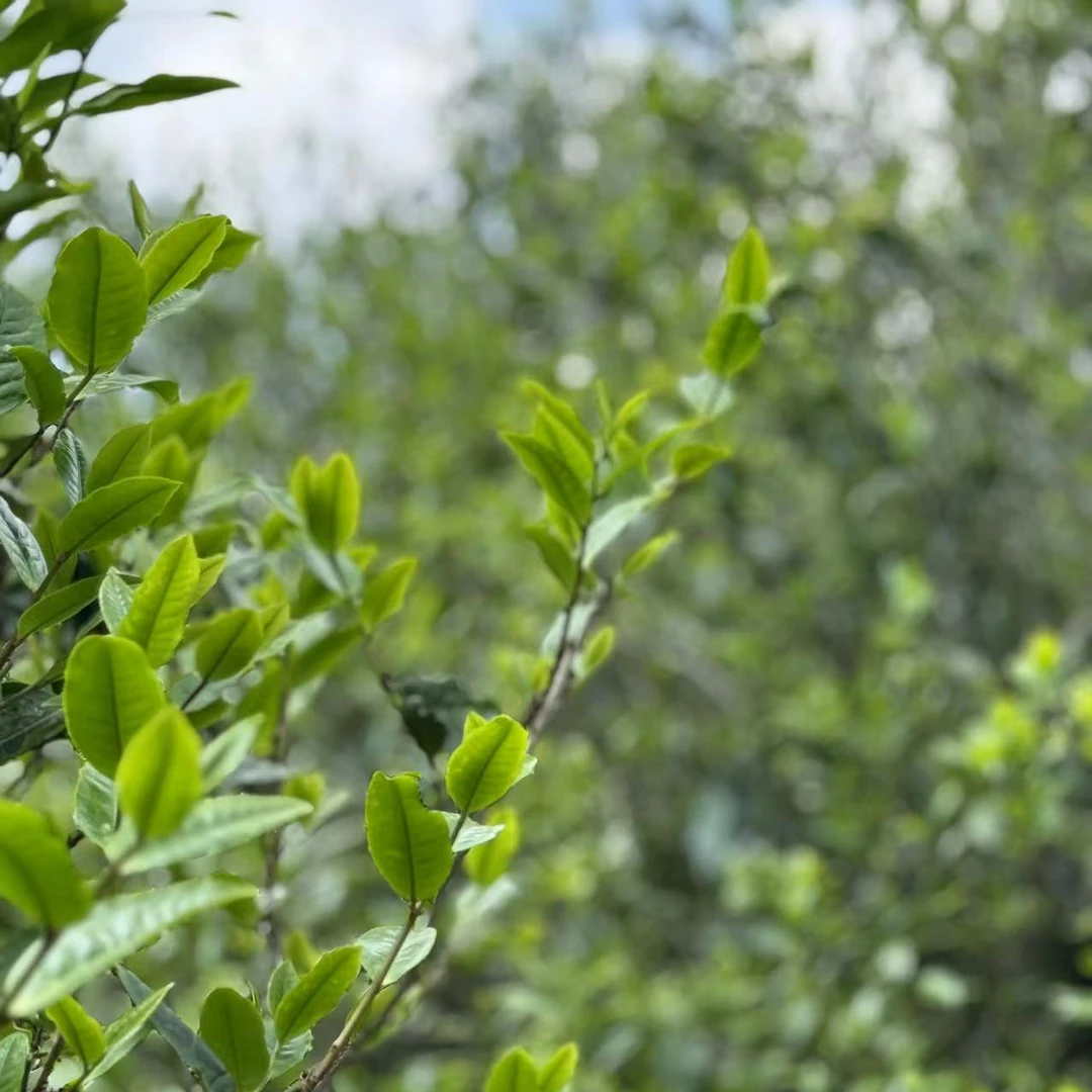 【昔归忙麓山散茶】2023年忙麓山大树纯料 普洱生茶通用链接