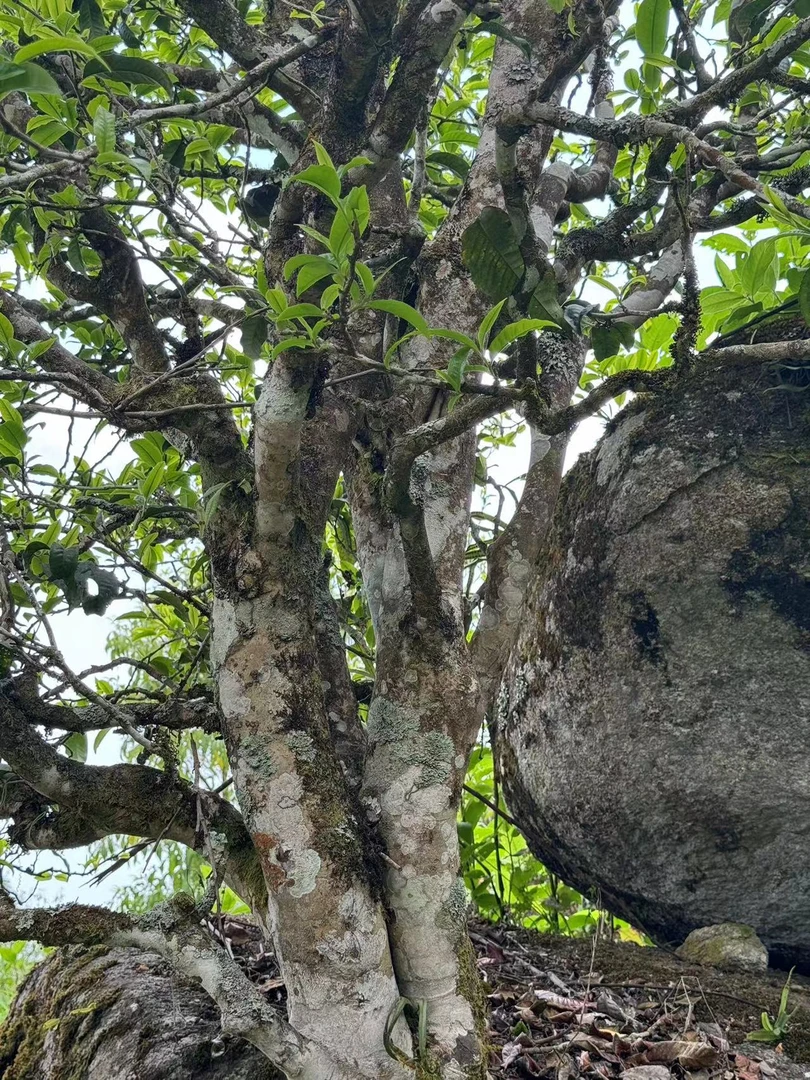 【岩茶单株】23年头春头采石头缝里的茶 普洱生茶