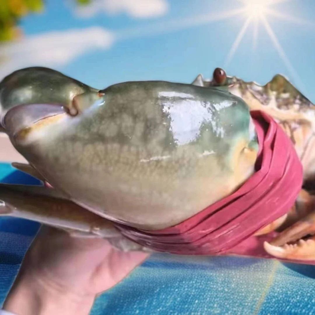 大公蟹【直播间现称链接】只有肉没有膏 请勿放冰箱