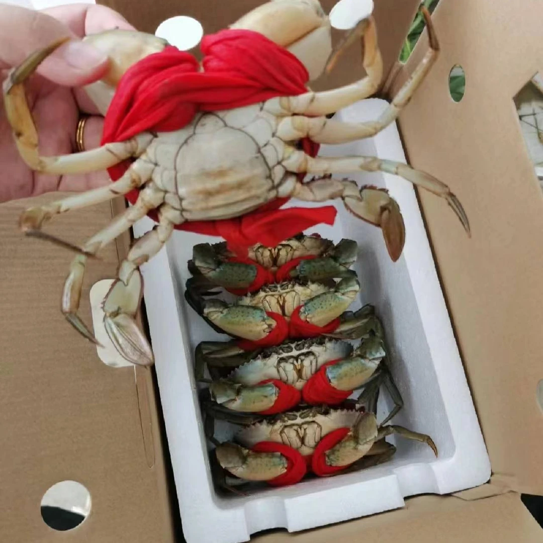 包活包肉肉奄蟹【仅限福建地区购买直播间链接】