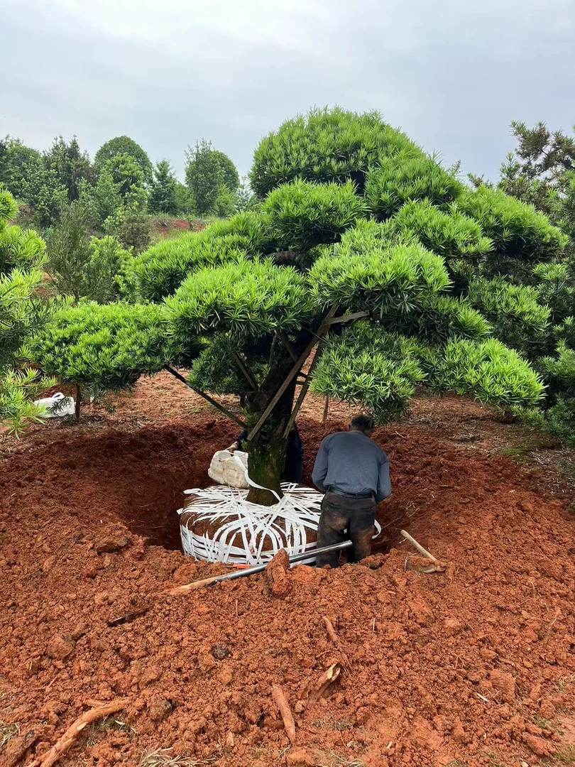 精品造型罗汉松四季常青青松不落叶一树一拍直播选树