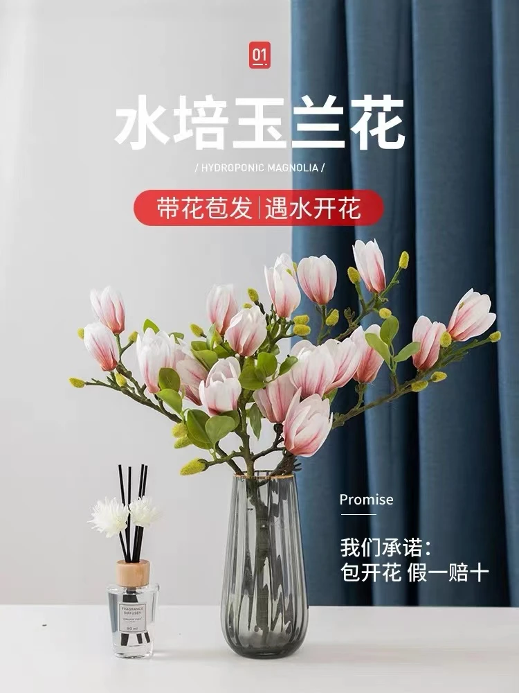 【浓香】玉兰花水培花卉水养懒人水培植物室内阳台耐寒好养花大全