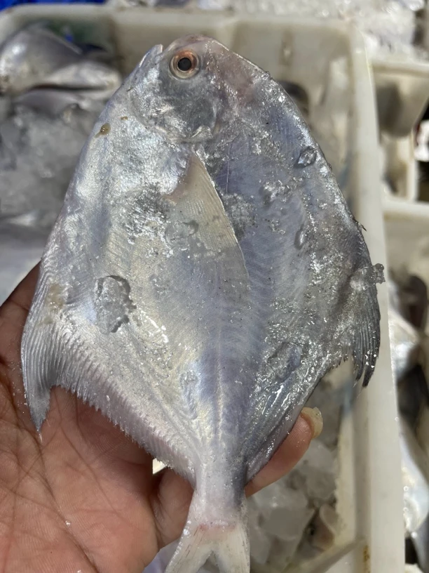 惠来县神泉本港白昌4-5条5包广东省包邮