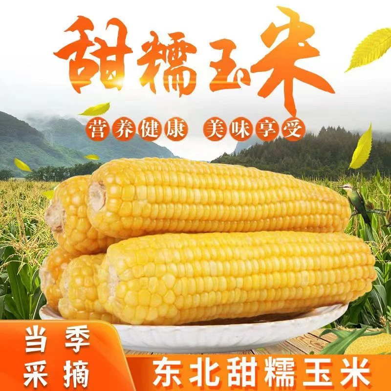 东北黑土地种植小黄糯玉米到手12根整箱克重4斤以上【小但好吃】