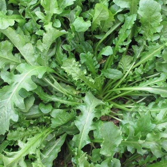 荠菜种子大全农家四季大叶春野菜种籽食用盆栽荠菜种孑青菜籽秋冬