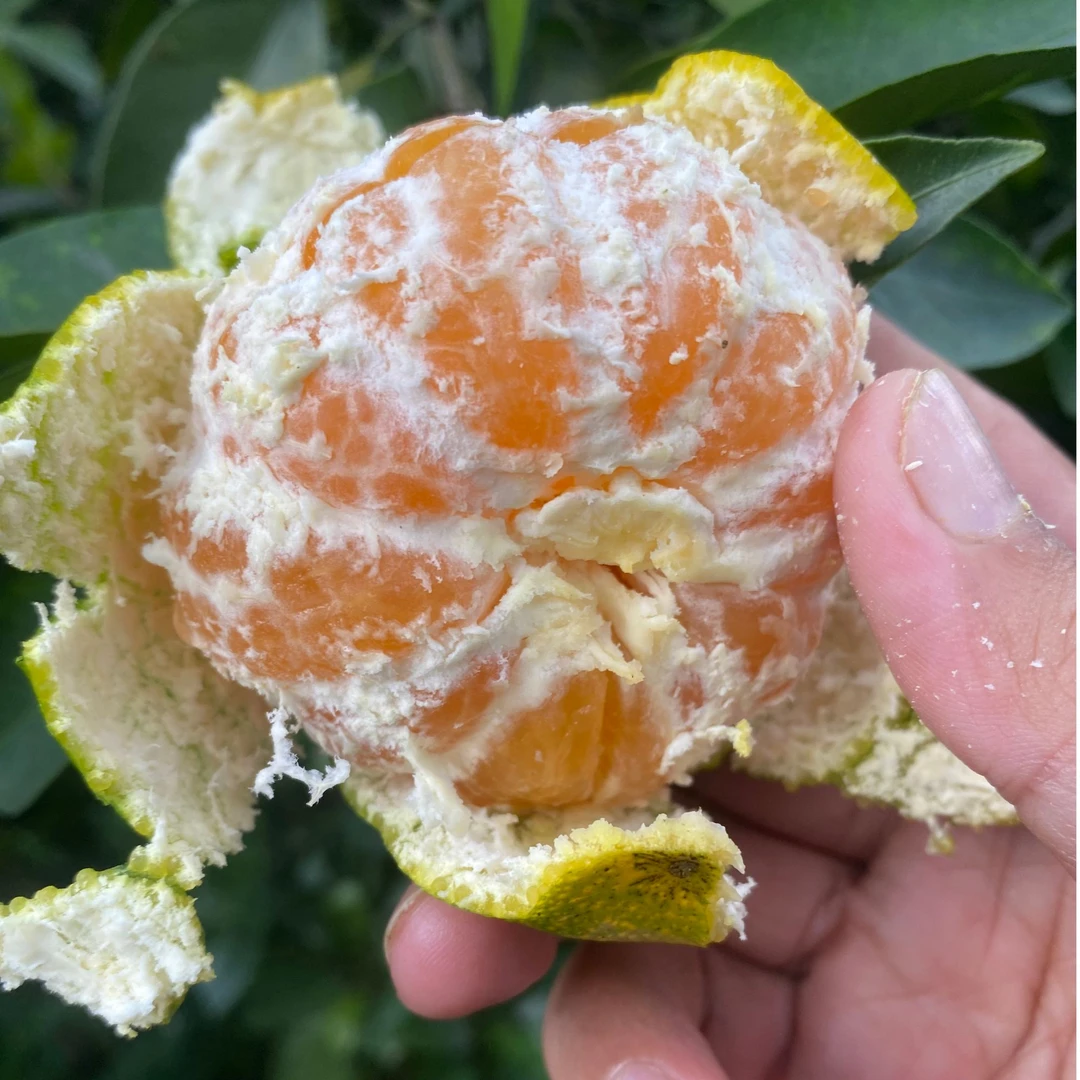 一物一拍高山橘子蜜橘产地直发新鲜应季孕妇水果3/5斤装