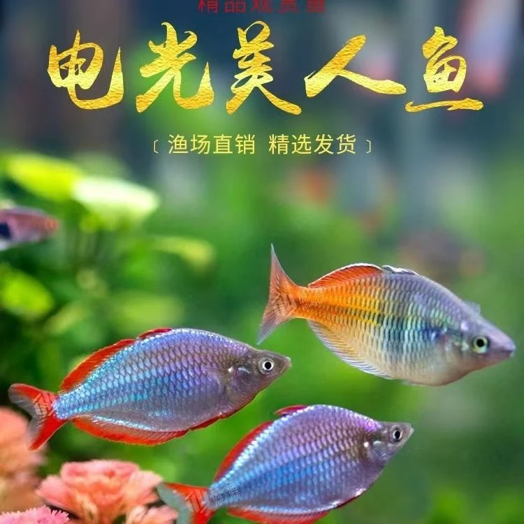 电光美人鱼石美人刚果美人观赏鱼电光美人球小型热带鱼草缸群游鱼