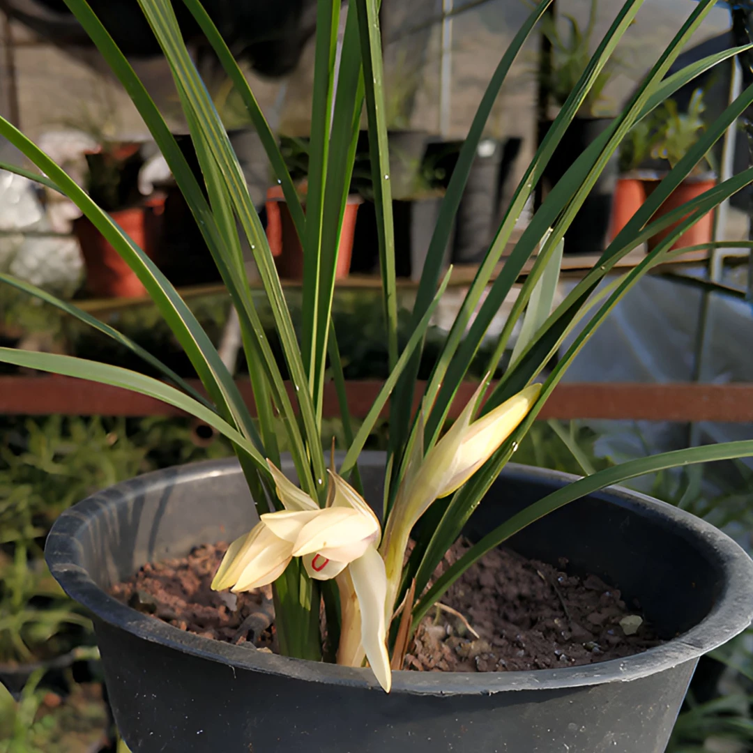 贵州精品浓香春兰色花盆景草庭院包邮兰语兰花种植室内盆栽