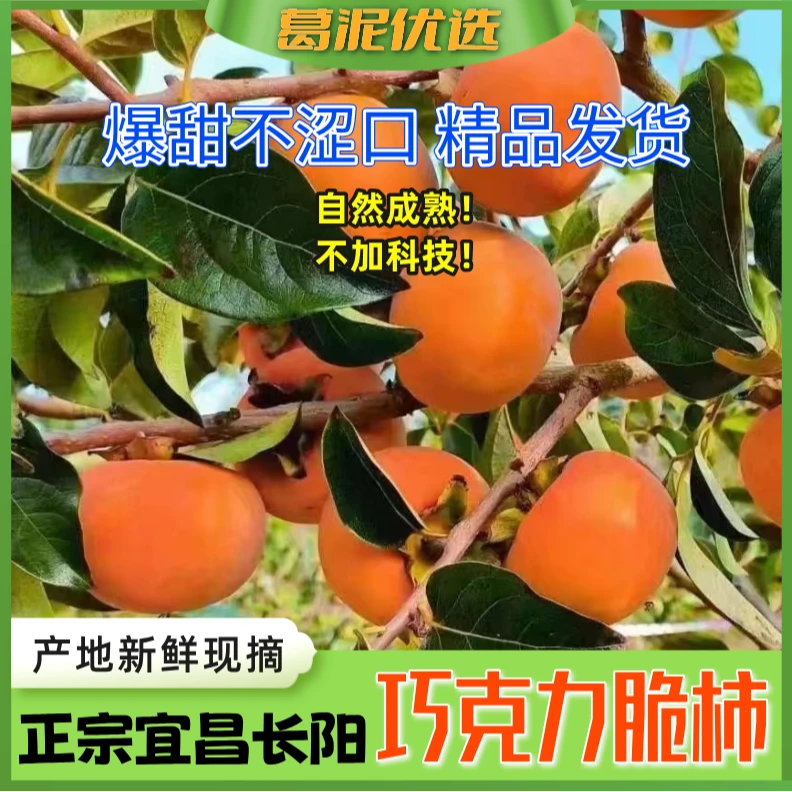 【冰糖心巧克力脆柿】湖北长阳巧克力脆柿脆甜当季新鲜采摘果园直发