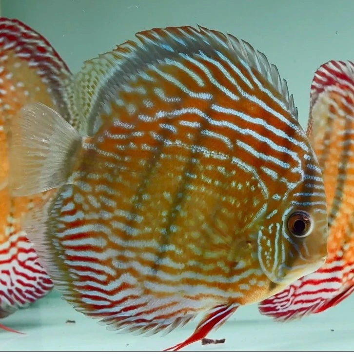 西北岸 南美野生七彩神仙鱼 15~17公分  已定水检疫