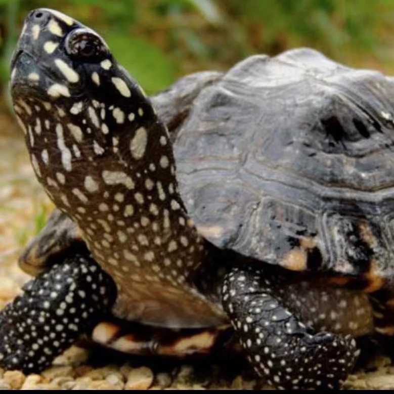 自家人工繁育宠物龟